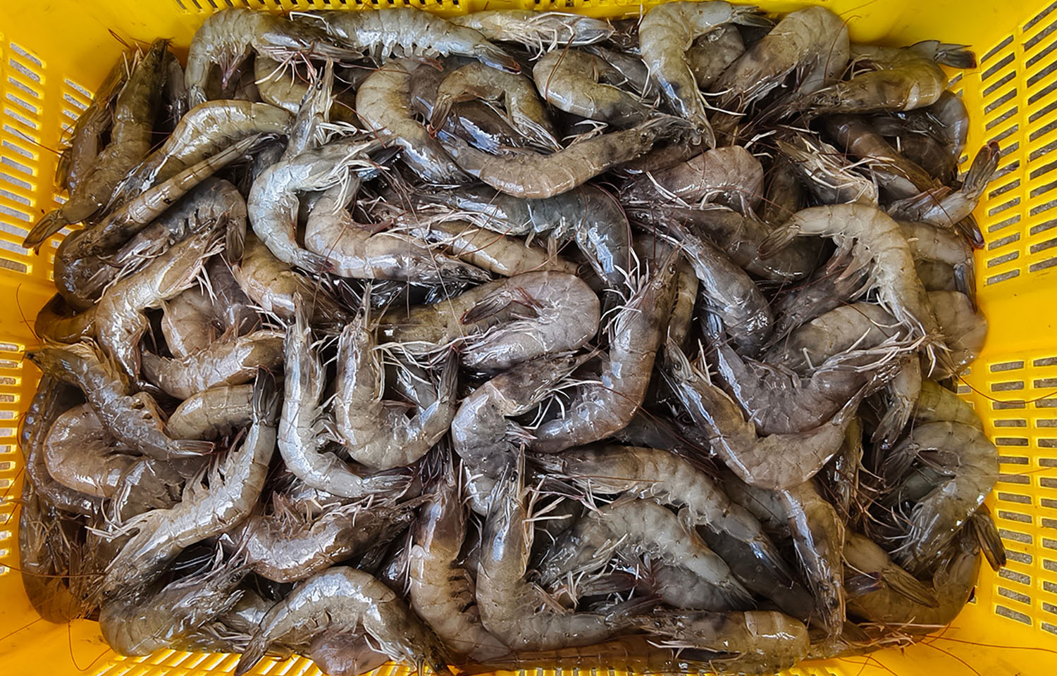Indonesia’s shrimp exports declined in October thanks to radioactivity concerns