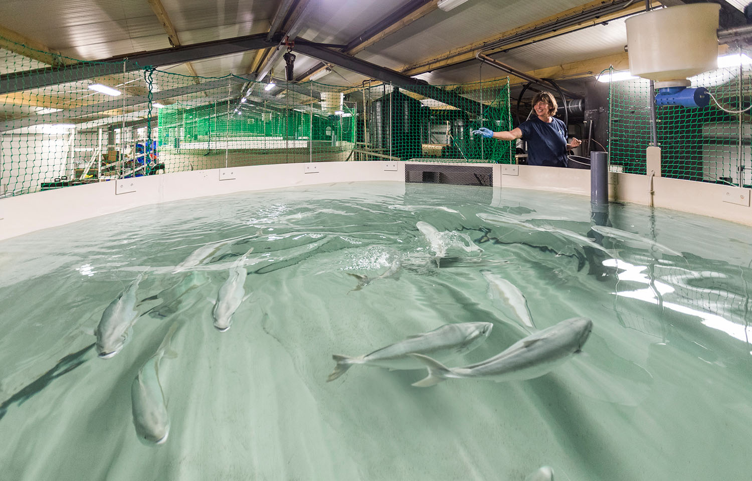 A Kingfish Company employee feeds yellowtail in one of its recirculating aquaculture system tanks