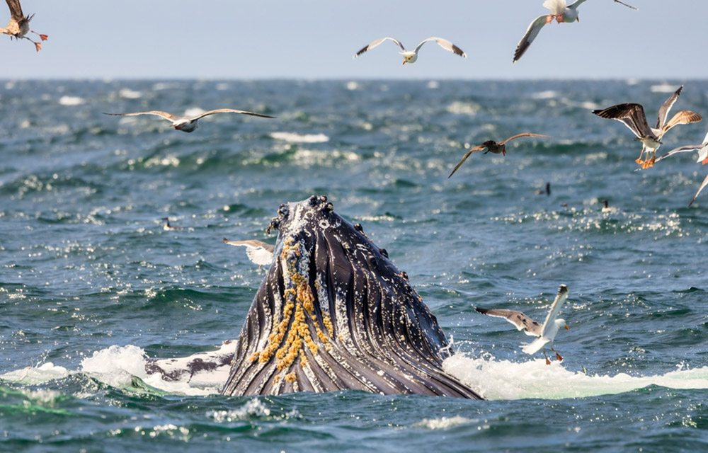 California commercial fishers, conservationists join forces to reduce whale entanglements