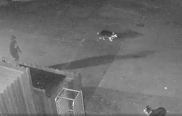 Footage from security cameras