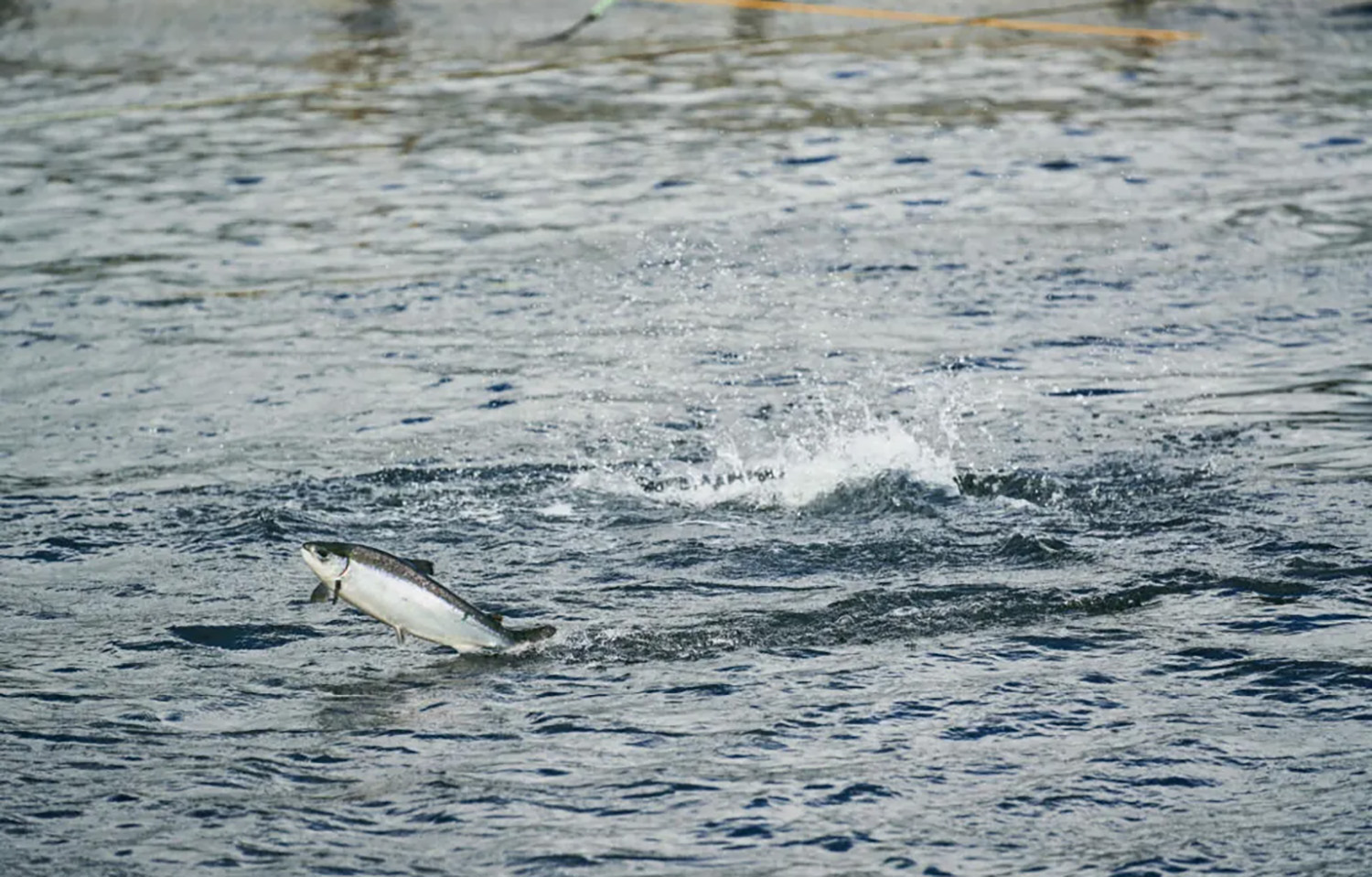 A salmon jumping in a Mowi net pen