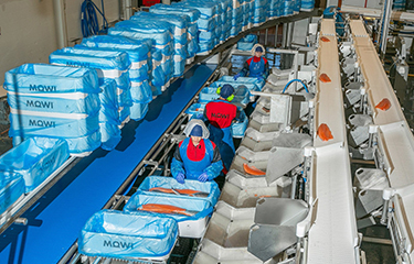 A Mowi processing line.