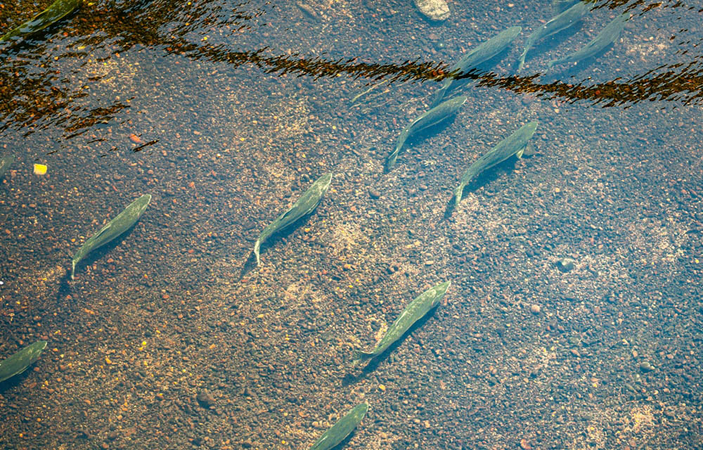 salmons