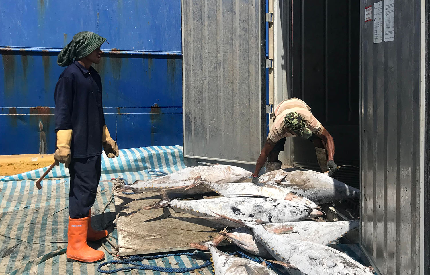 Workers at a pier handling frozen yellowfin tuna