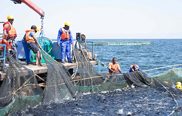 A group of workers harvest Nile tilapia from an aquaculture operation in Africa.