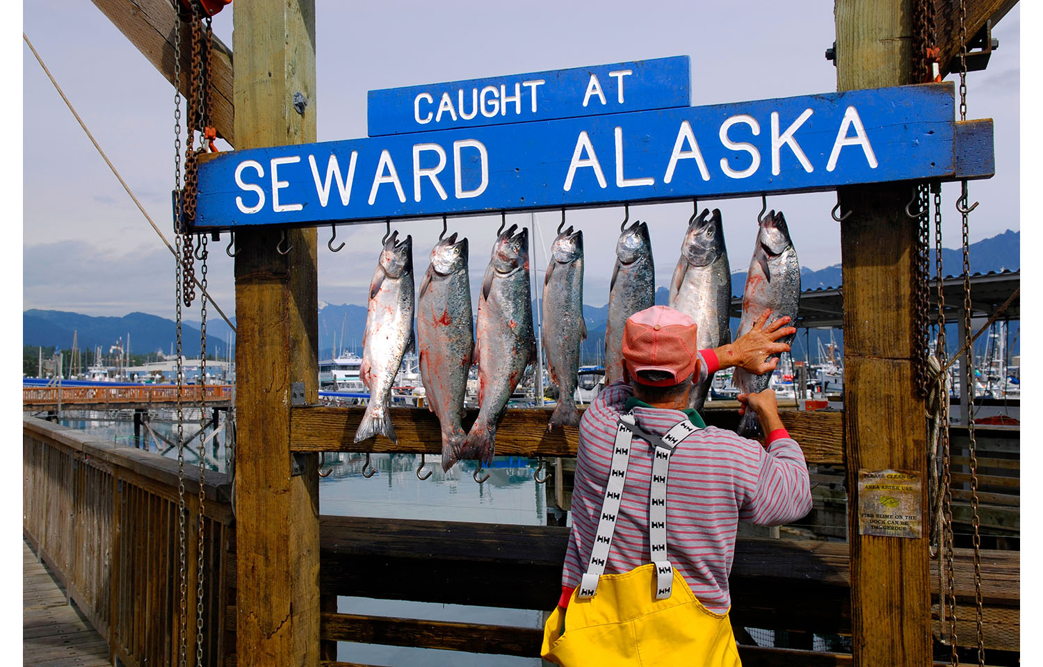 A fisher hanging up his catch in Seward Alaska