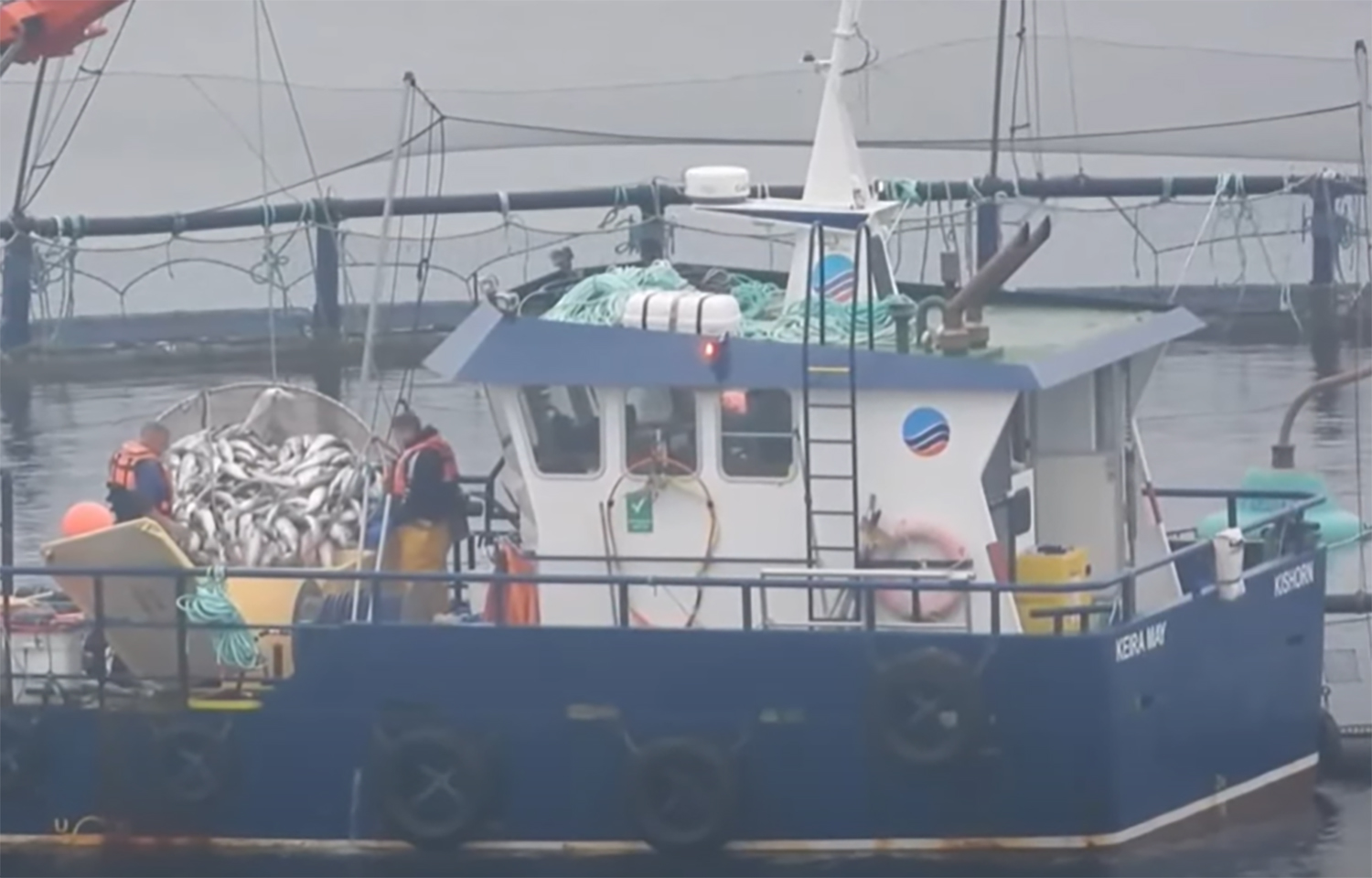 A photo of Scottish Sea Farms employees removing dead fish from a net pen