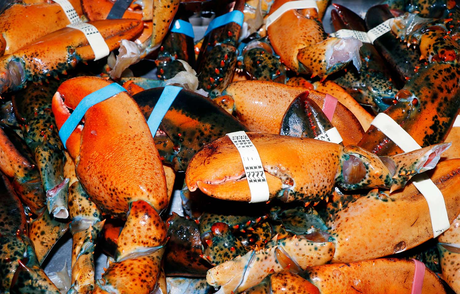 Discarded Maine lobster shells