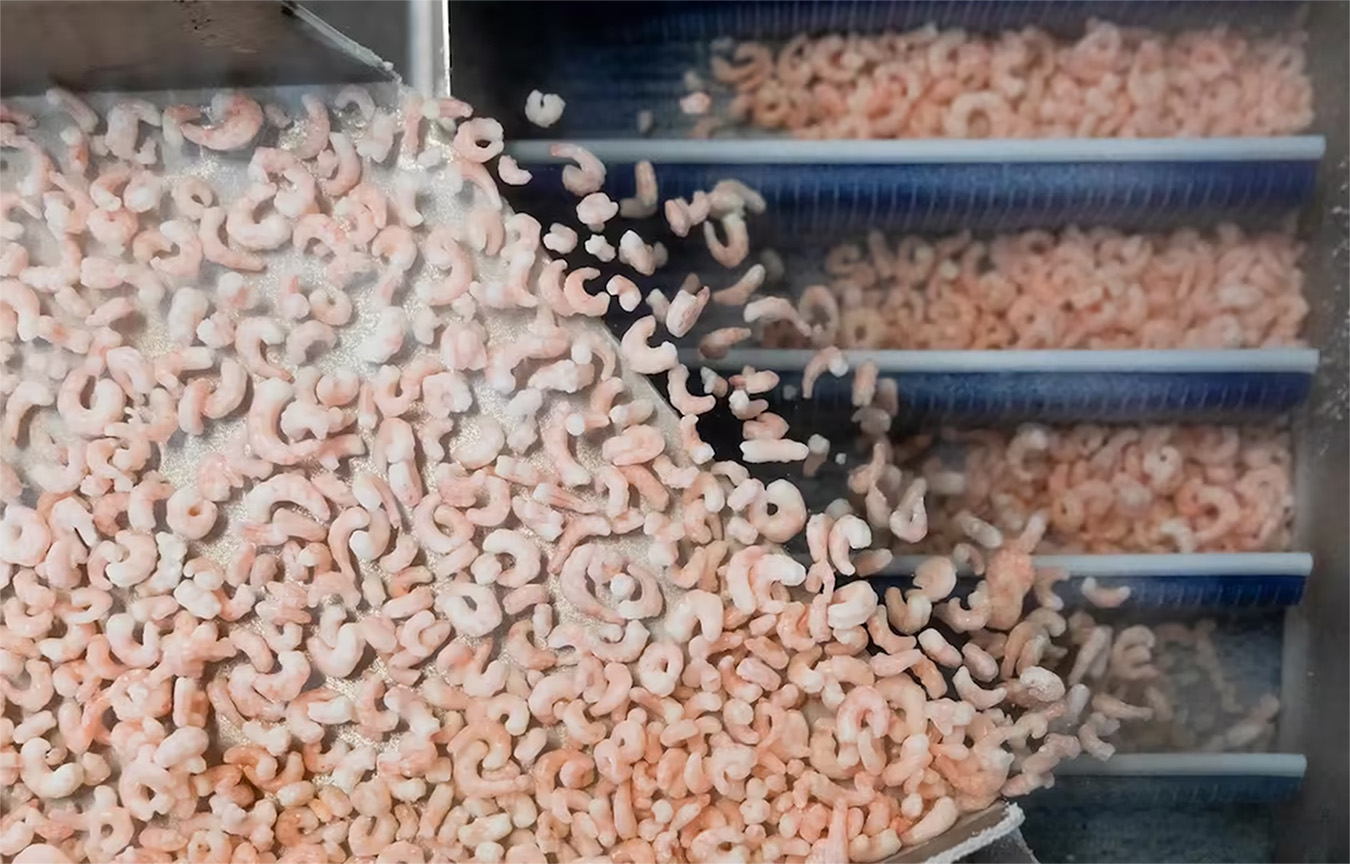 Sykes Seafood's shrimp processing equipment