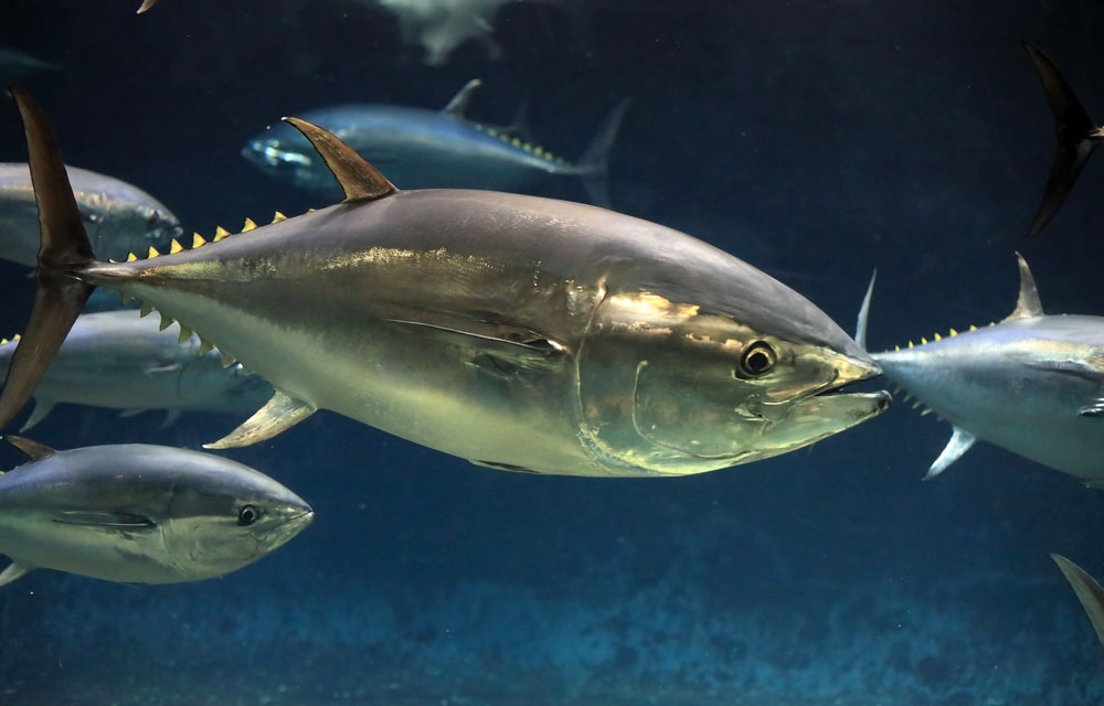 Pacific bluefin tuna working group meeting ends without recommendations