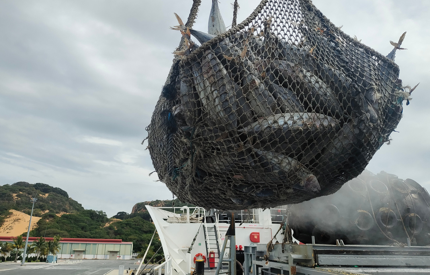 Transshipment of frozen skipjack tuna