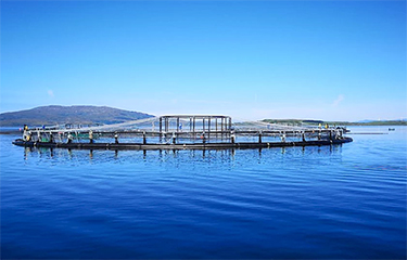 A salmon net pen in Scotland