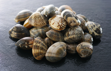 A small pile of clams.