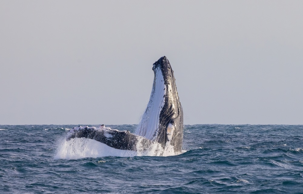 Oregon takes actions to reduce entanglement risks in commercial Dungeness crab fishery