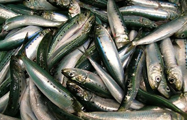 Sardines in a pile.