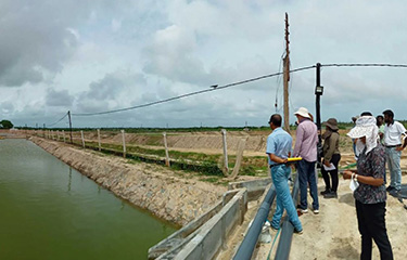 A Taprobane Seafoods vannamei shrimp pond.