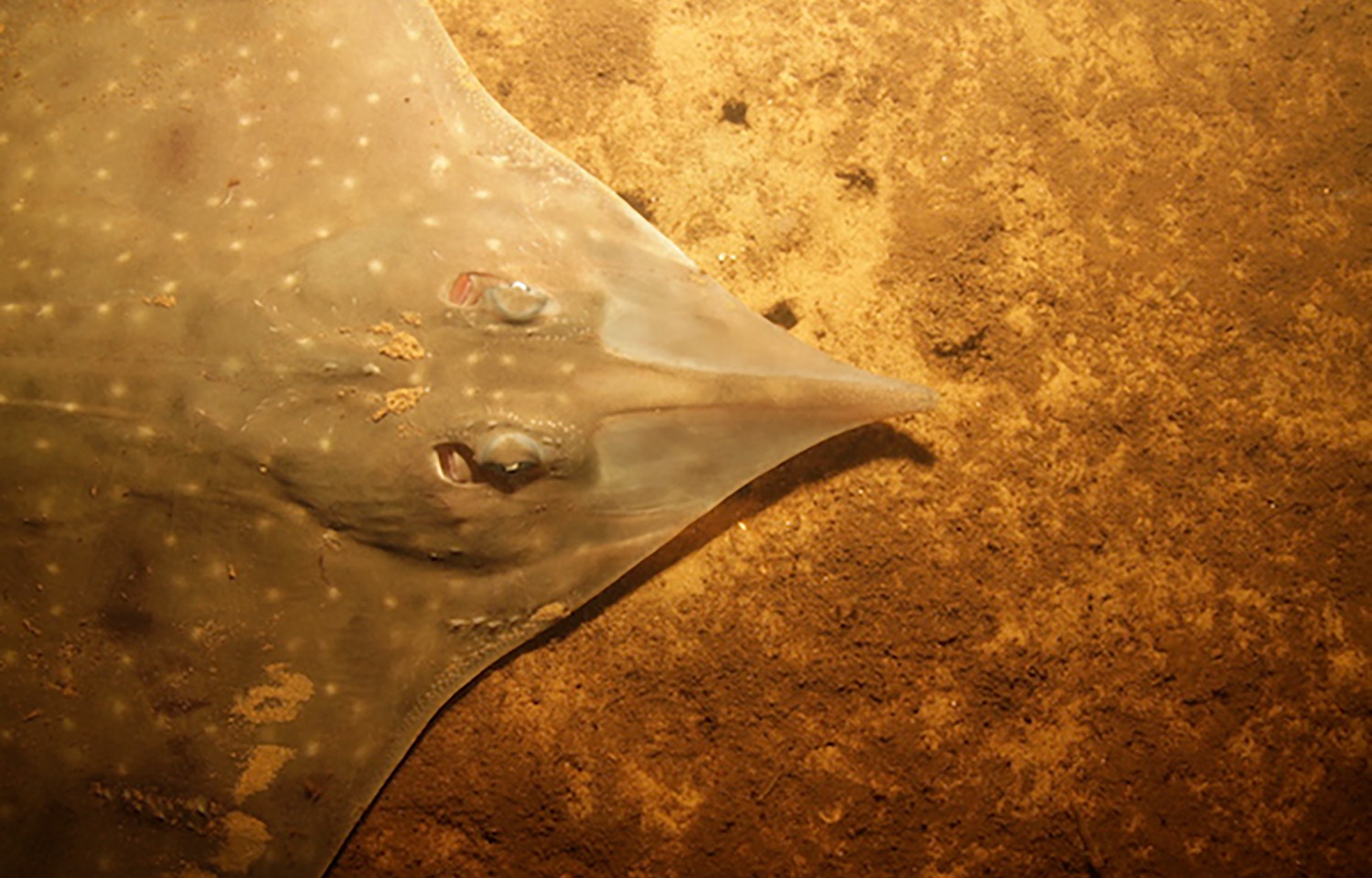 A Maugean Skate on the sea floor