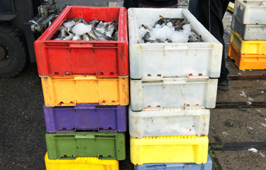 Norwegian and Russian authorities have agreed on a significantly lower catch limit for Barents Sea cod and haddock in 2022.