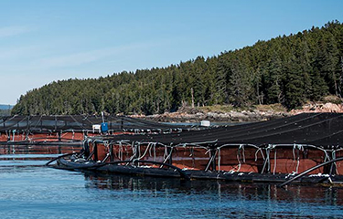 A Cooke farm in Washington state.