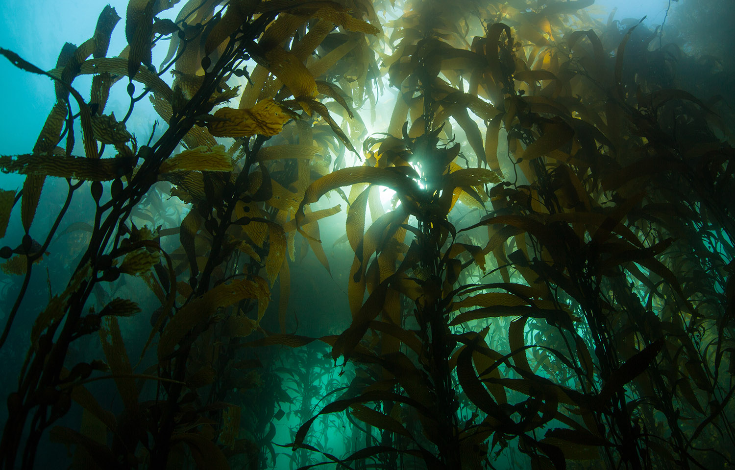 A kelp forest off the coast of California