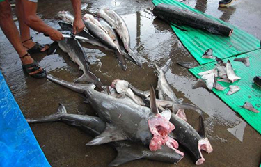 Sharks caught in Costa Rica.