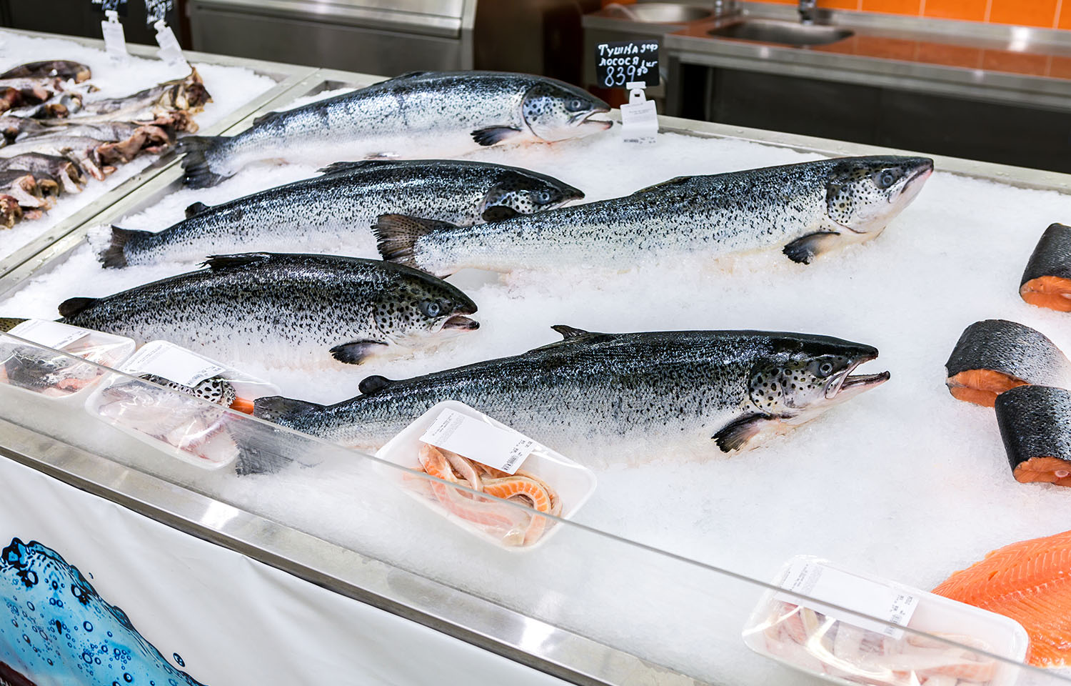 Whole salmon on ice