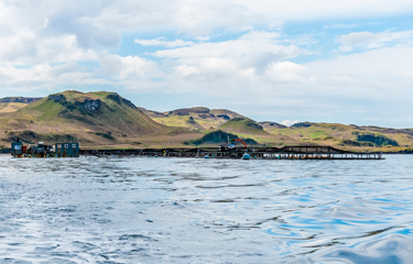 The total volume of Atlantic salmon produced by Scottish fish farmers decreased by 5.8 percent in 2020.