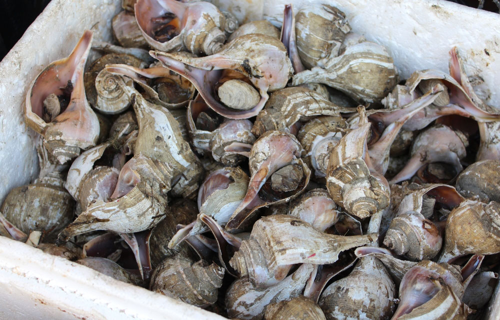 conch being sold in NYC