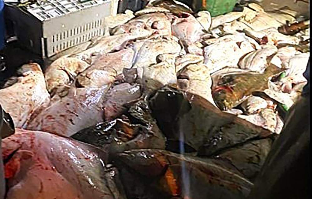 halibut