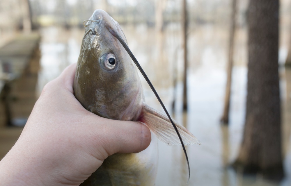Louisiana wildlife officers cite resident for illegally harvesting catfish