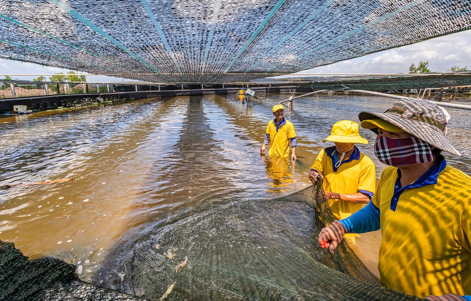 Workers harvesting shrimp at a farm in Loc An, Ba Ria Vung Tau, Vietnam
