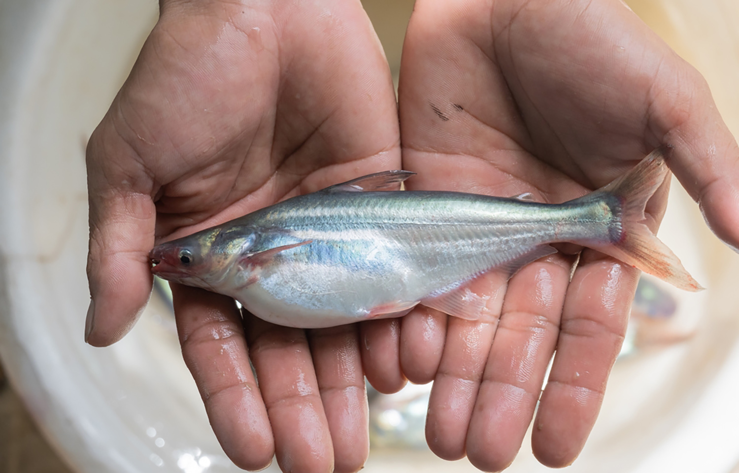 A juvenile pangasius at a farm in Vietnam