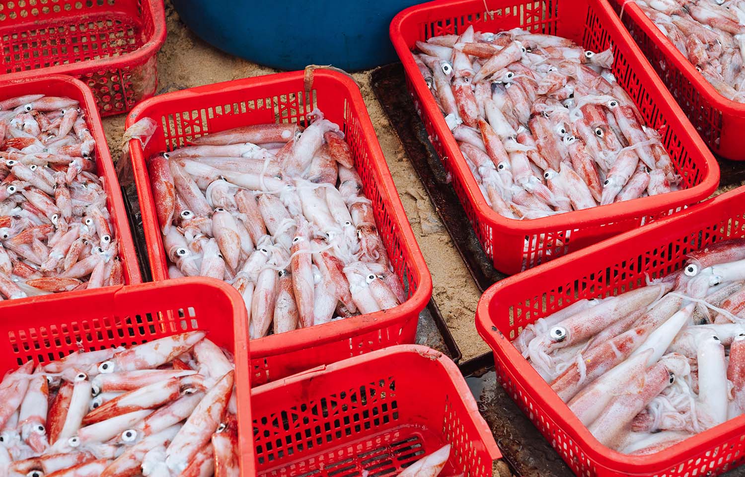 Vietnam’s squid and octopus export value on track to hit three-year high in 2025