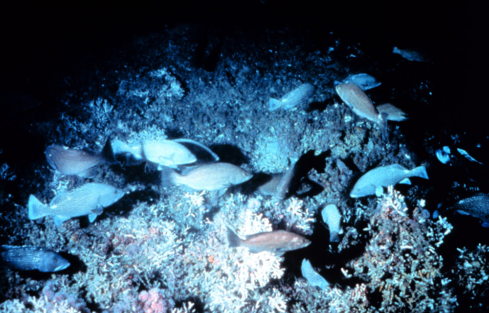 ivory tree coral