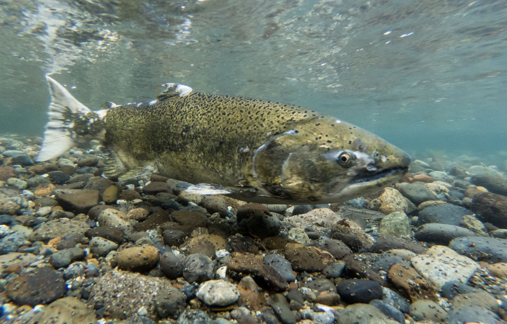 a salmon