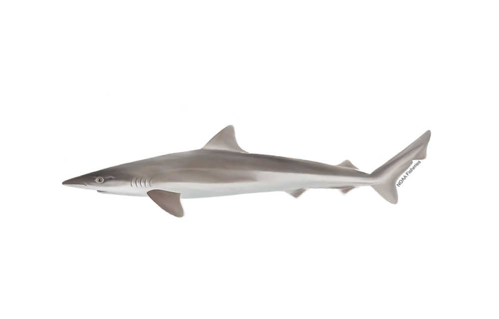 a tope shark