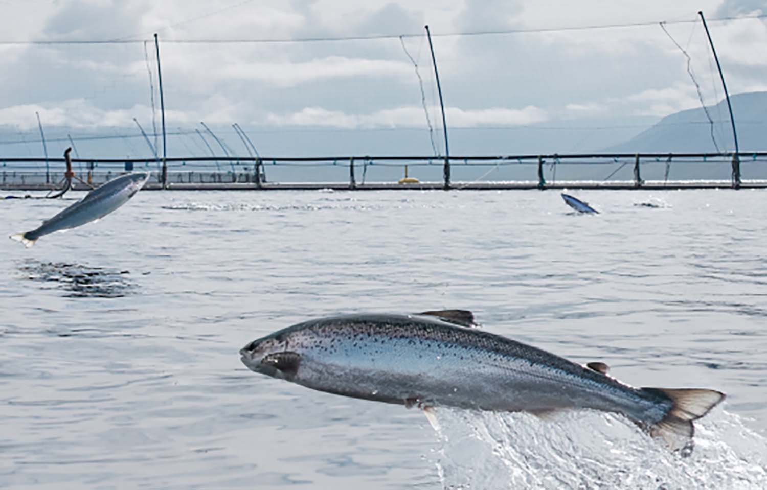 Icelandic Salmon’s biological challenges continue into Q1 2024 ...