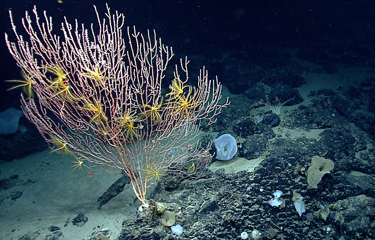 U.S. President Joe Biden on Friday, 8 October, reinstated all restrictions to the Northeast Canyons and Seamounts Marine National Monument.