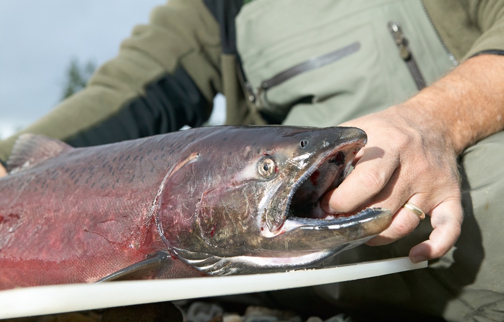 a salmon