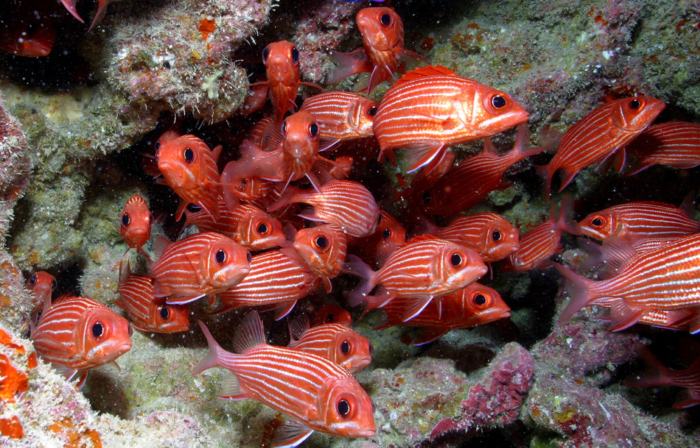 fish in Papahānaumokuākea Marine National Monument