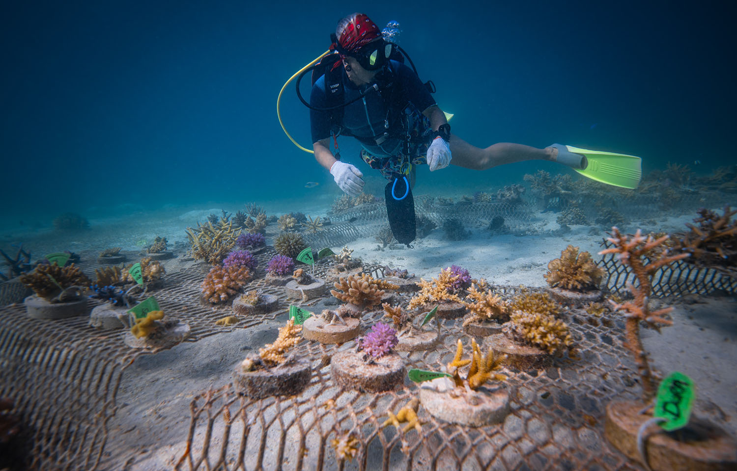 Coral reef restoration is underway with new funding