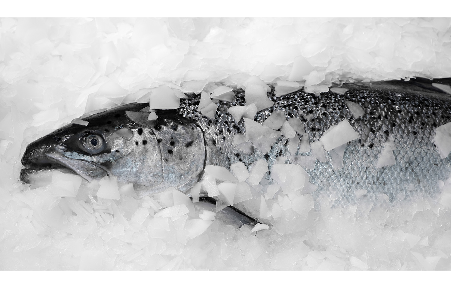 fresh salmon in ice