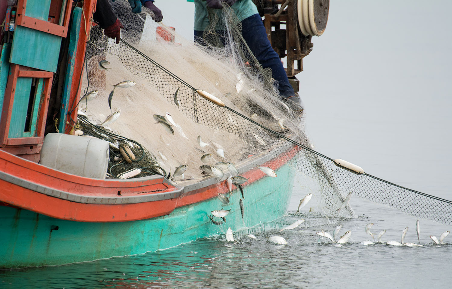 A fishing vessel pulling in a net with fish in it