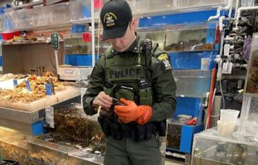 An officer from the New York State Department of Environmental Conservation's Division of Law Enforcement inspects lobsters for sale in New York City.