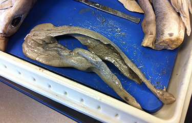 Shark liver dissection