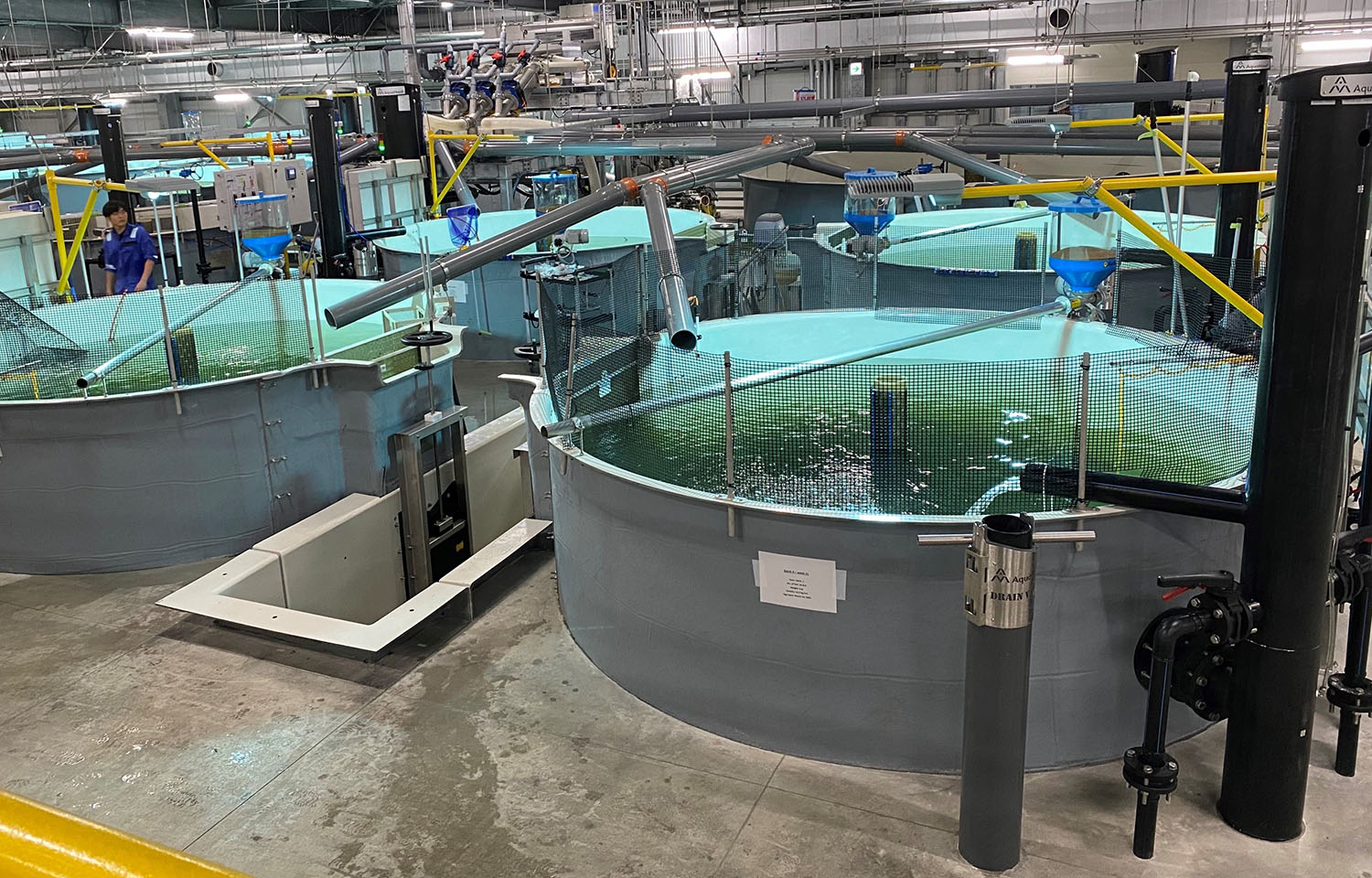 A view of aquaculture tanks in Proximar Seafood's recirculating aquaculture system facility