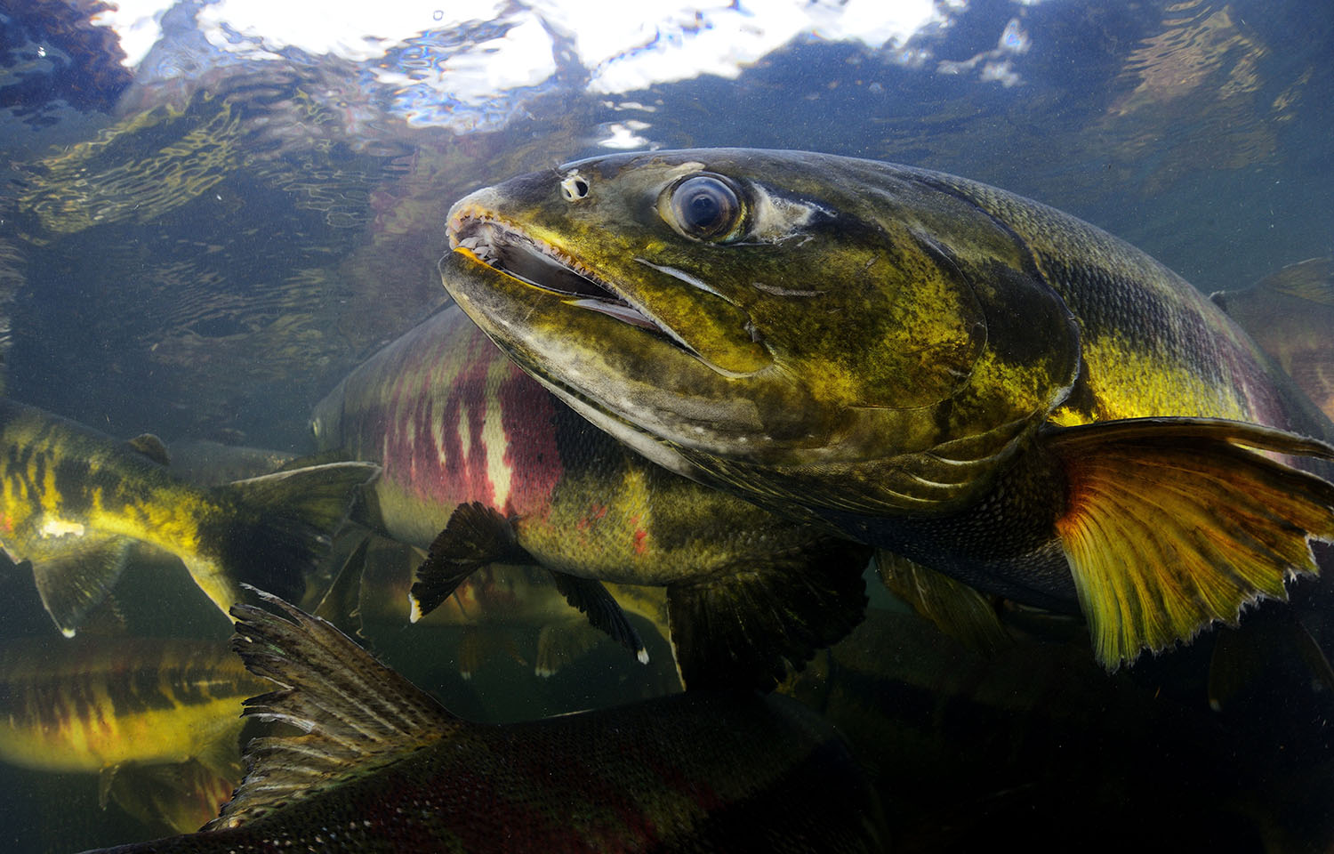 Alaskan chum salmon bycatch limit is not enough, Kawerak Tribe argues after NPFMC meeting