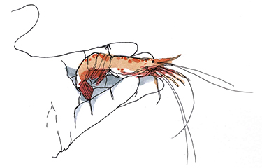 SS-IMG-2019-11-27-ChileanNylonShrimpShrimptails-NL.jpg