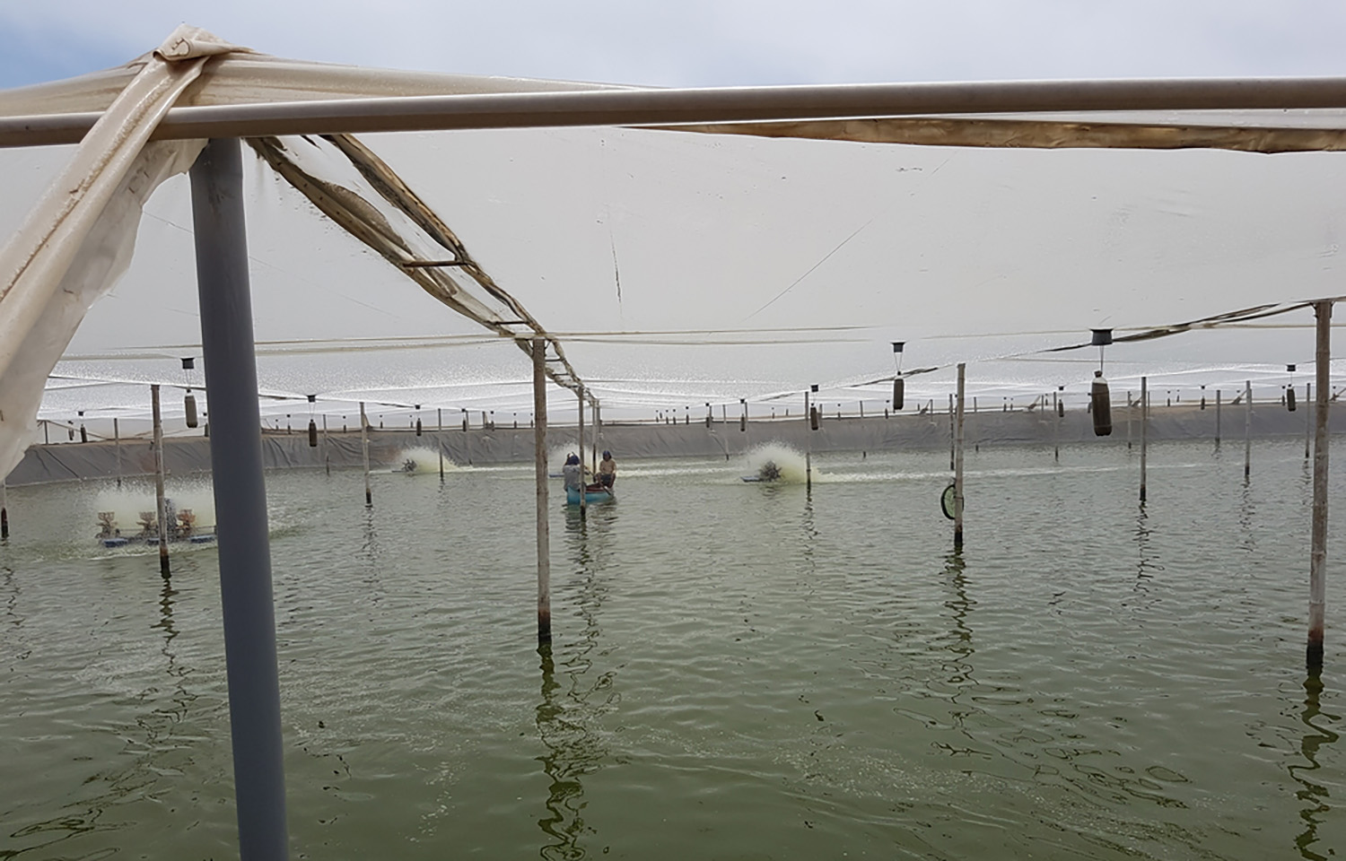 A shrimp farm in Ecuador