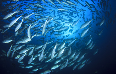 WCPFC Faces Test As Expiration Date Nears For Tropical Tuna Measure ...